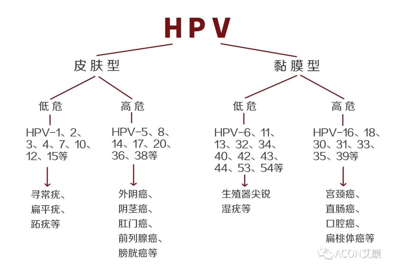 HPV轉(zhuǎn)陰其實很簡單， 女性必知的宮頸癌真相